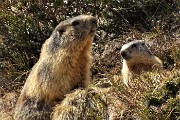 42 Al fischio della prima due altre marmotte si mettono in attenta sentinella